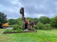 Tree Removal Gladeville TN