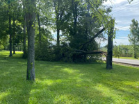 Tree Removal Rural Hill TN