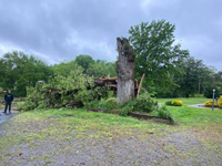 Tree Removal Watertown TN